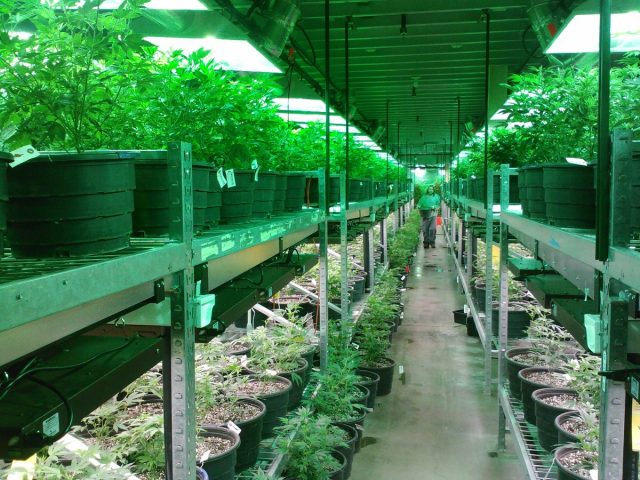 cbd-thc-synthetic-cannabis-marijuana-pot-k2-spice