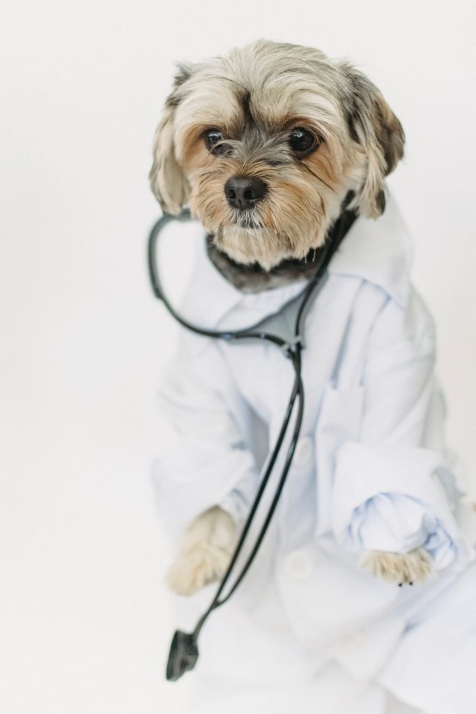 drug-sniffing-dogs-disease-detection-public-health-safety-doctor-dog-cute-puppy